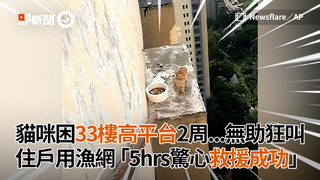 貓咪困33樓高平台2周...無助狂叫　住戶用漁網「5hrs驚心救援成功」