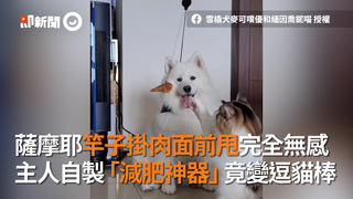薩摩耶竿子掛肉面前甩完全無感　主人自製「減肥神器」竟變逗貓棒