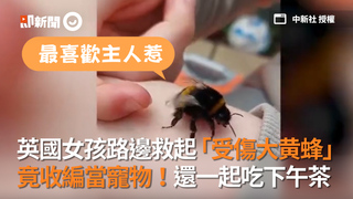 英國女孩路邊救起「受傷大黄蜂」　竟收編當寵物！還一起吃下午茶