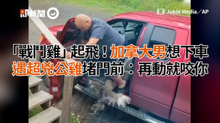 「戰鬥雞」起飛！加拿大男想下車　遇超兇公雞堵門前：再動就咬你
