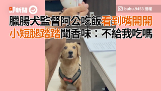 臘腸犬監督阿公吃飯看到嘴開開　小短腿踏踏聞香味：不給我吃嗎