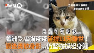 蘆洲受虐貓茶茶苦撐11天離世！ 最後勇敢身影...仍堅強撐起身軀