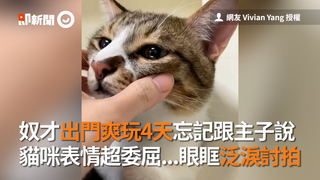 奴才出門爽玩4天忘記跟主子說　貓咪表情超委屈...眼眶泛淚討拍
