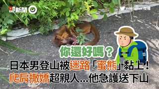 日本男登山被迷路「蜜熊」黏上 爬肩撒嬌超親人...他急護送下山