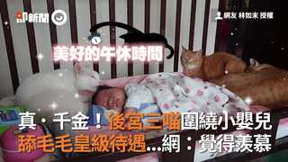 真．千金！後宮三喵圍繞小嬰兒 舔毛毛皇級待遇...網：覺得羨慕