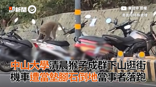 中山大學清晨猴子成群下山逛街　機車遭當墊腳石倒地當事者落跑