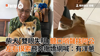 柴犬「雙眼失明」聽口哨聲找阿公　左右摸索飛奔撒嬌網喊：有洋蔥