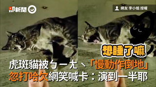 虎斑貓被ㄅㄧㄤˋ「慢動作倒地」 忽打哈欠網笑喊卡：演到一半耶