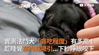 實測法鬥犬「貪吃程度」有多高！　趁睡覺拿肉乾吸引...下秒睜眼咬下