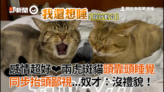 感情超好❤兩虎斑貓頭靠頭睡覺 同步抬頭鄙視...奴才：沒禮貌！