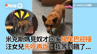 米克斯媽見奴才回家搖尾巴迎接　汪女兒先吃再說：我等到餓了...