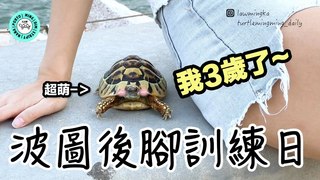Jessica Law羅明嘉-奔跑吧波圖！｜3歲赫曼陸龜【小龜成長日記】