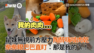 鼠妹無視前方壓力陶醉嗨啃肉乾　柴柴眼巴巴直盯：那是我的ㄟ！