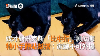 奴才對米克斯「比中指」測反應　牠小手體貼幫擋：家醜不可外揚