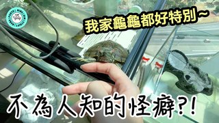 Jessica Law羅明嘉-爆笑小龜們怪癖一堆?!｜Funny Compilation of Turtles!