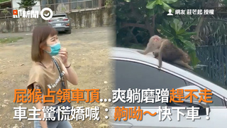 屁猴占領車頂...爽躺磨蹭趕不走 車主驚慌嬌喊：齁呦～快下車！