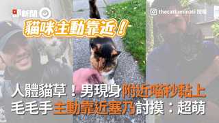 人體貓草！男現身附近喵秒黏上 毛毛手主動靠近塞乃討摸：超萌