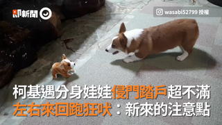 柯基遇分身娃娃侵門踏戶超不滿　左右來回跑狂吠：新來的注意點