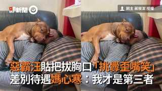 惡霸汪貼把拔胸口「挑釁歪嘴笑」　差別待遇媽心寒：我才是第三者