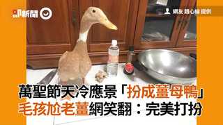 萬聖節天冷應景「扮成薑母鴨」　毛孩尬老薑網笑翻：完美打扮