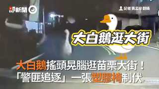 大白鵝搖頭晃腦逛苗栗大街！   「警匪追逐」一張塑膠椅制伏