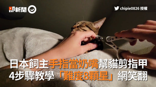日本飼主手指當奶嘴幫貓剪指甲　4步驟教學「難度8顆星」網笑翻