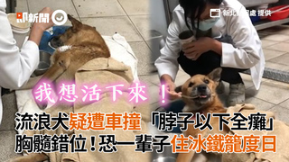 流浪犬疑遭車撞「脖子以下全癱」　胸髓錯位！恐一輩子住冰鐵籠度日