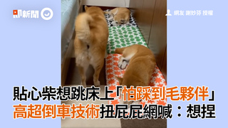 貼心柴想跳床上「怕踩到毛夥伴」　高超倒車技術扭屁屁網喊：想捏