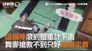 逗貓棒滾到體重計下面　舞麥搶救不到只好喵喵求救
