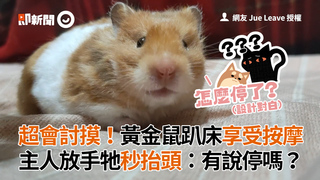 超會討摸！黃金鼠趴床享受按摩　主人放手牠秒抬頭：有說停嗎？