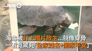 海龜被釘上鐵片放生...就像穿骨　一看竟驚見「全家姓名+闔家平安」