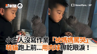 小主人沒寫作業「被媽媽罵哭」　萌貓跑上前...用肉球擦乾眼淚！