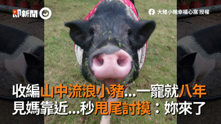 收編山中流浪小豬...一寵就八年　見媽靠近...秒甩尾討摸：妳來了