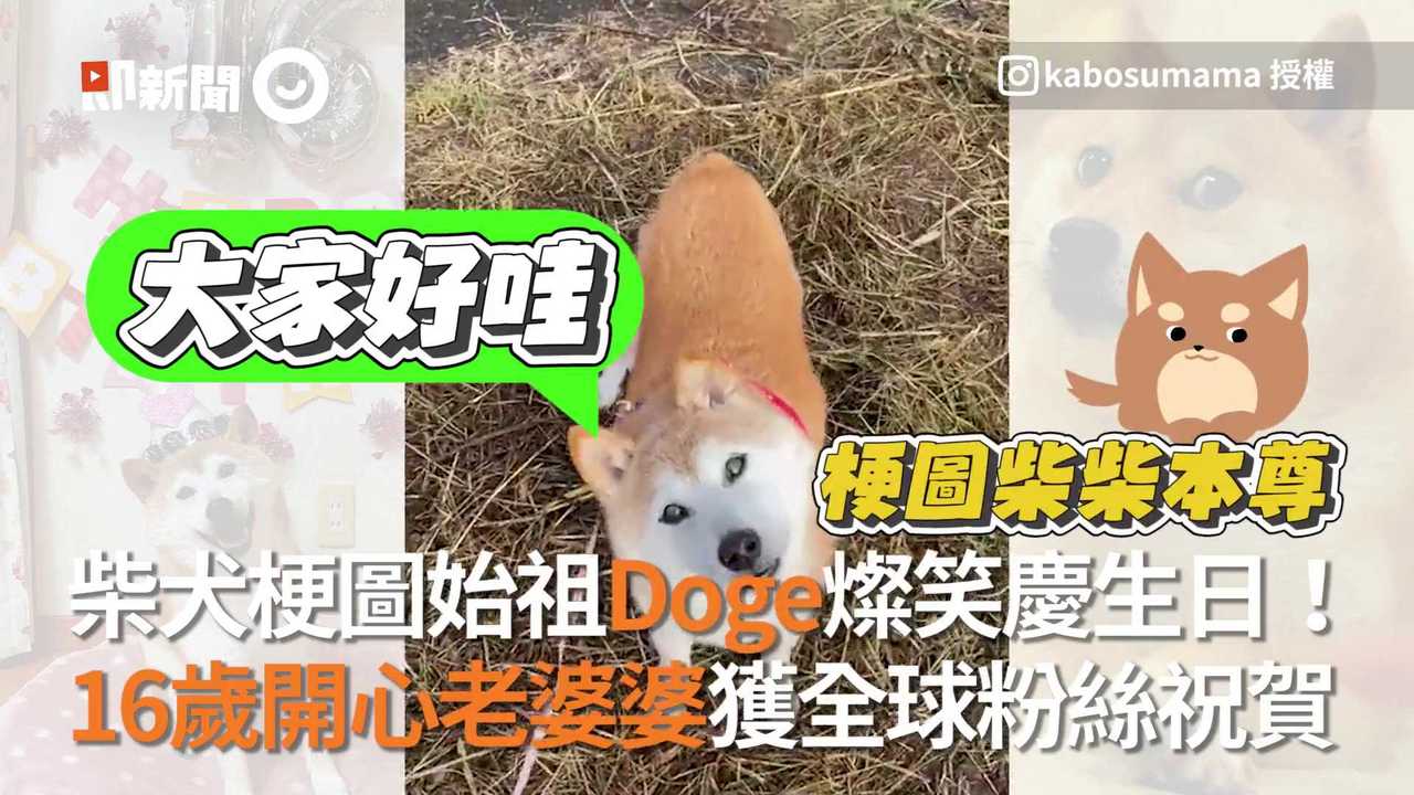 柴犬梗圖始祖Doge燦笑慶生日！ 16歲開心老婆婆獲全球粉絲祝賀