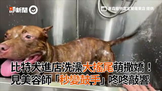 比特犬進店洗澡大搖尾萌撒嬌！見美容師「秒變鼓手」咚咚敲響