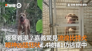 爆棄養潮？嘉義驚見流浪比特犬　眼神凶猛狂吠...4被捕1仍逃竄中