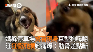 媽躲停車場驚喜現身巨型狗嗨翻 汪狂衝飛撲她痛爆：肋骨差點斷