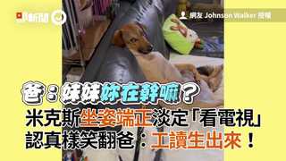 米克斯端正坐姿淡定「看電視」認真樣笑翻爸PO網：工讀生出來！