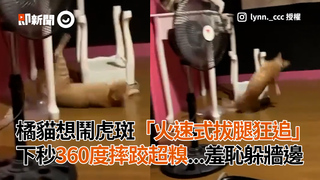 橘貓想鬧虎斑「火速式拔腿狂追」　下秒360度摔跤超糗...羞恥躲牆邊