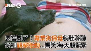要當姊了！專業狗保母躺肚聆聽　仔細觀察胎動...媽笑：每天顧緊緊