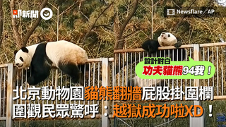 北京動物園貓熊翻牆屁股掛圍欄　圍觀民眾驚呼：越獄成功啦XD！