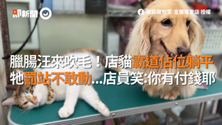臘腸汪來吹毛！店貓霸道佔位躺平　牠罰站不敢動...店員笑：你有付錢耶