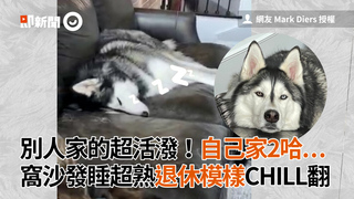 別人家的超活潑！自己家2哈...　窩沙發睡超熟退休模樣CHILL翻