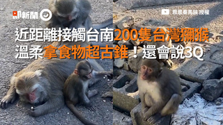 近距離接觸台南200隻台灣獼猴　溫柔拿食物超古錐！還會說3Q