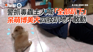 警抓毒蟲主人喊「全部趴下」　呆萌博美犬四肢趴地不敢動