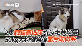 2隻跩貓霸佔床不肯走裝沒事　50kg大狗縮角落露無助微笑