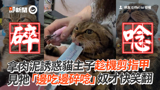 拿肉泥誘惑貓主子趁機剪指甲　見牠「邊吃邊碎唸」奴才快笑翻