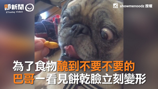 為了食物醜到不要不要的　巴哥一看見餅乾臉立刻變形