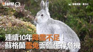 連續10年降雪不足！　蘇格蘭雪兔面臨生存危機