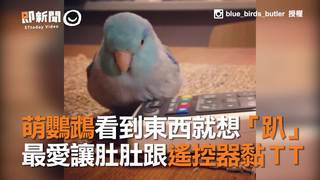 萌鸚鵡看到東西就想「趴」　最愛讓肚肚跟遙控器黏T T